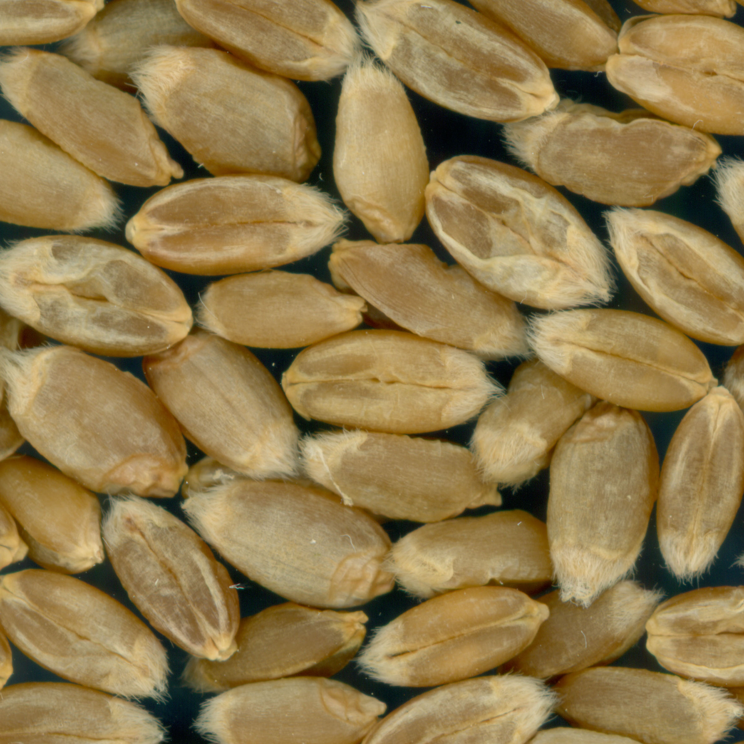 KERNELS